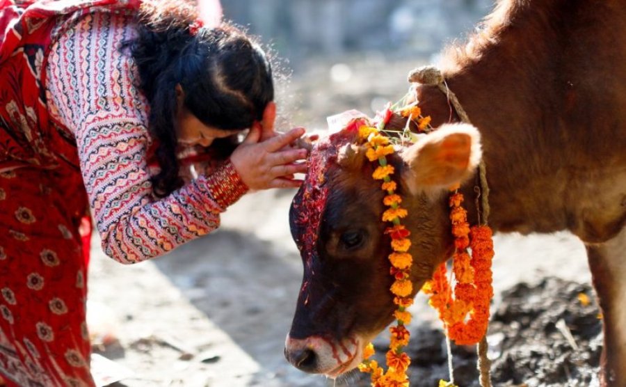 तिहारको चौथो दिन : गाई, गोवर्धन र गोरुको पूजा गरिँदै