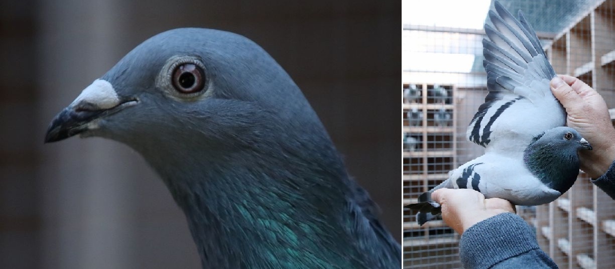 साढे २२ करोडमा बिक्यो विश्वको सबैभन्दा महँगो परेवा