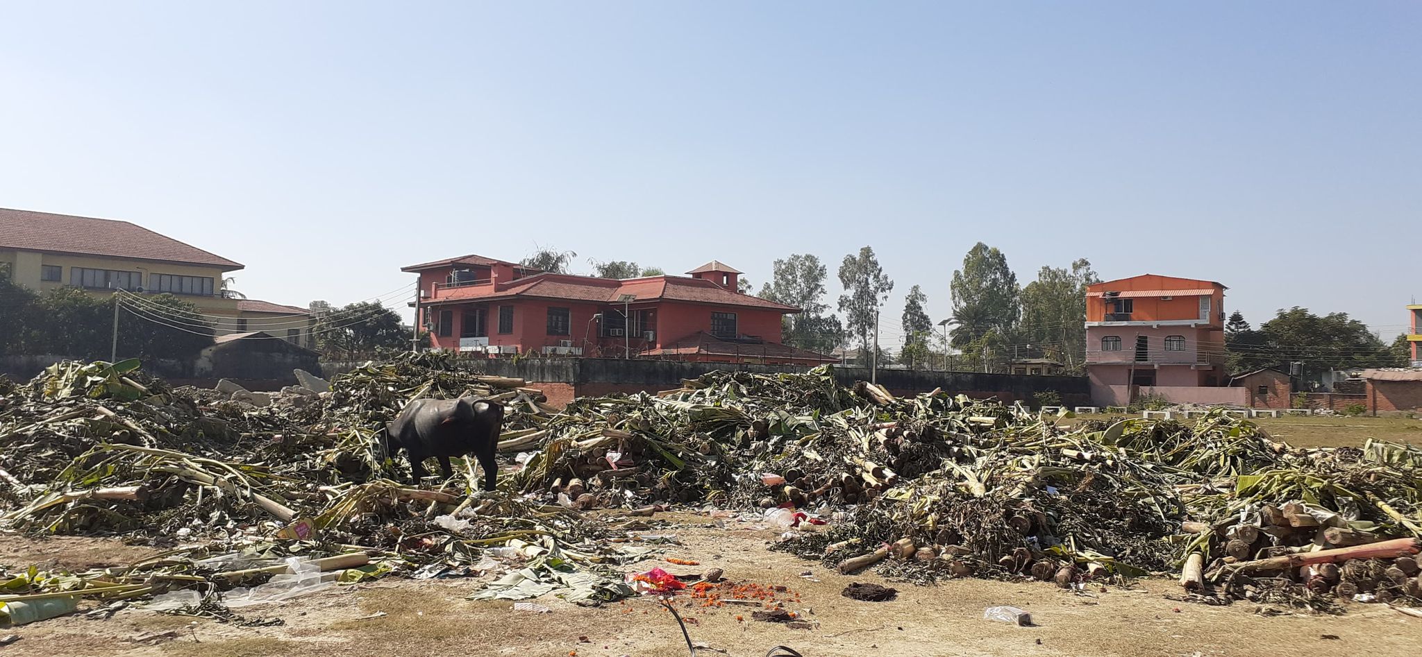 नेता र व्यापारीकाे लापरबाहीले संकटमा ऐतिहासिक तिरहुतिया गाछी