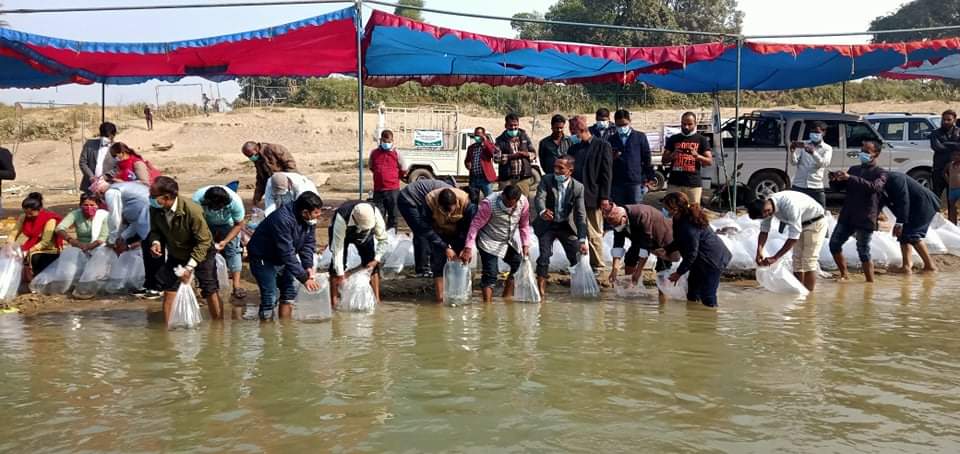 नदीमा माछाको भुरा छाडेर मनाईयो विश्व मत्स्य दिवस 