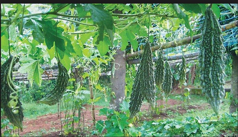 म्याग्दीका किसान हिउँदे तरकारी खेतीले आत्मनिर्भर बन्दै