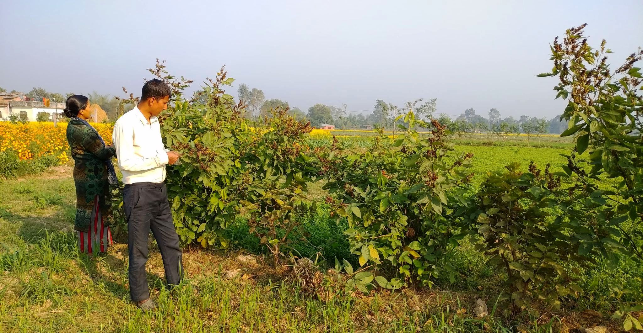 परिश्रमीलाई फाइदैफाइदा, घाँस बेचेरै १३ लाख आम्दानी 