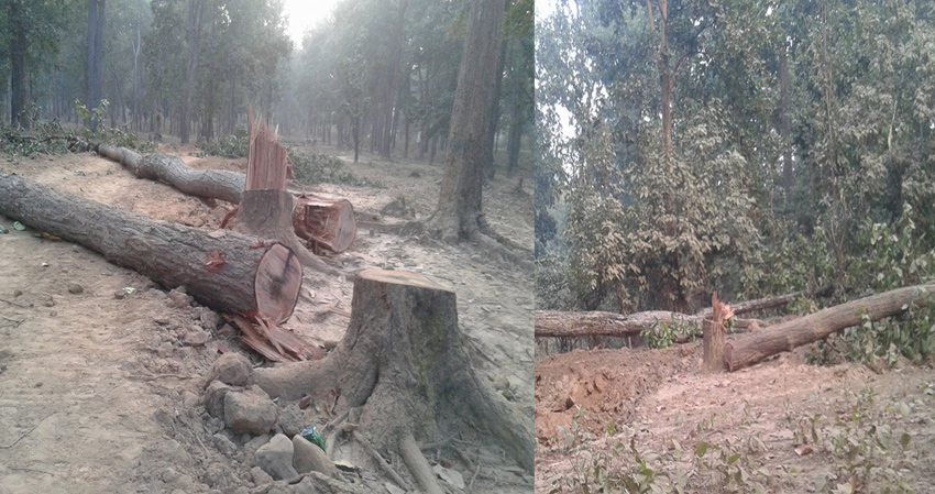 वैज्ञानिक वनका नाममा अनियमितता गर्नेलाई कारबाही गर्न निर्देशन