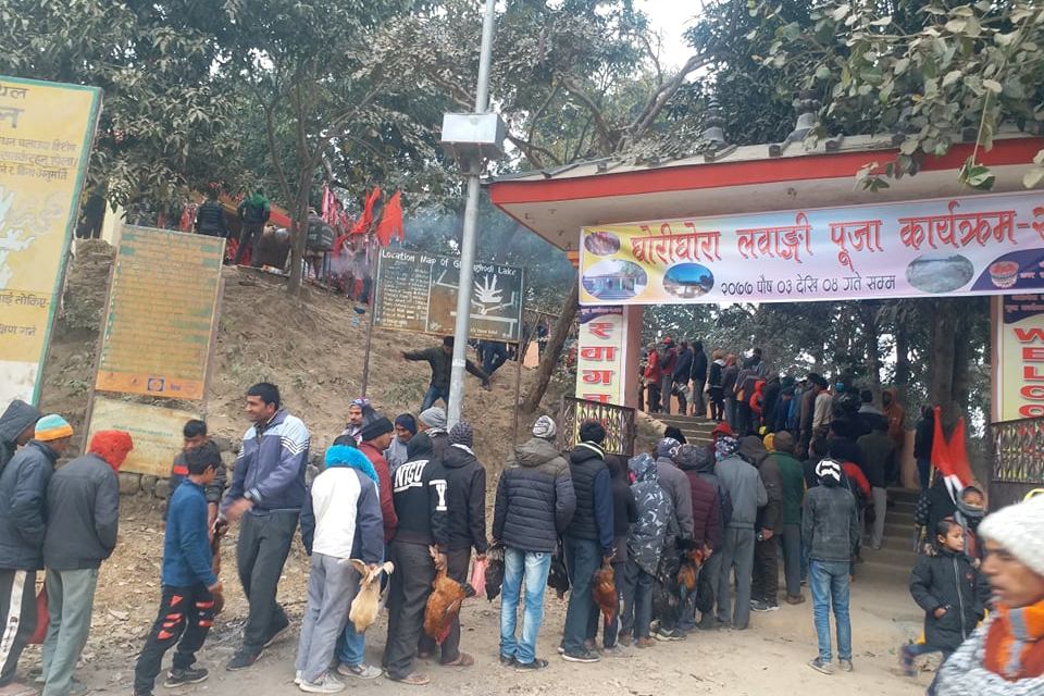 संकट टार्न भन्दै घोडाघोडी मन्दिरमा दिइयो पशु बलि