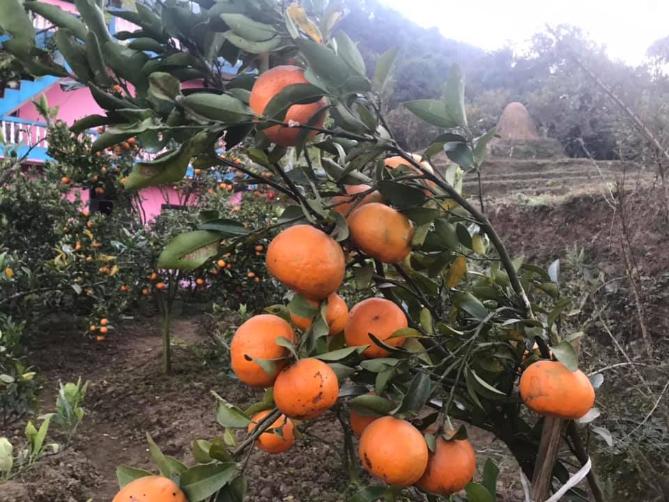 लटरम्म सुन्तला, खुसी छैनन् किसान 