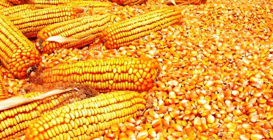खाद्यान्न आयात गर्ने जाजरकोटको मकै देशका ठूला सहरमा