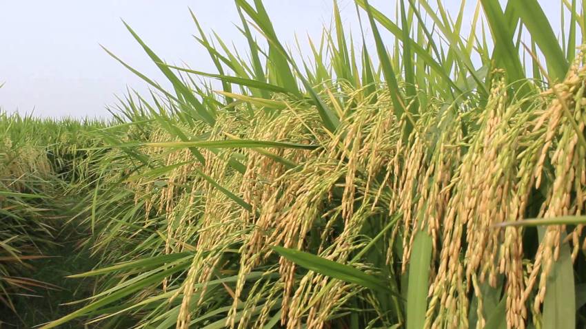 धान उत्पादन ७० हजार टन बढ्यो