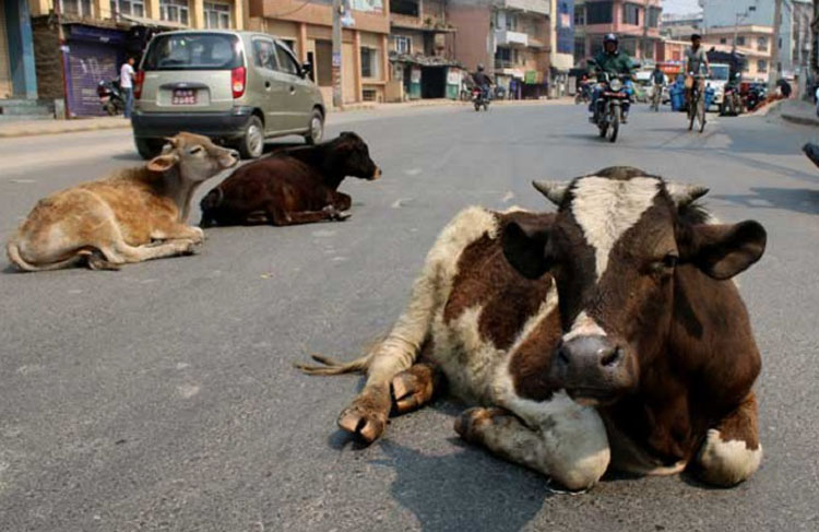 उच्च अदालतको परमादेशपछि छाडा चौपाया हुम्ला पठाइयो 