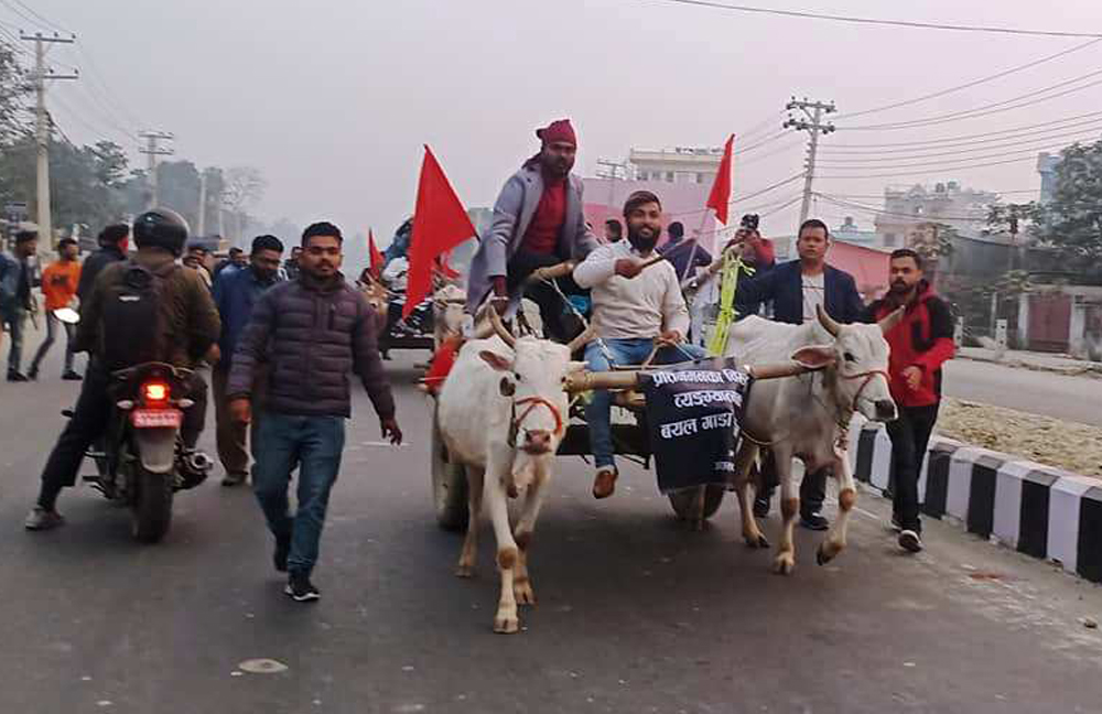 प्रधानमन्त्रीको कदमको विरोधमा विराटनगरमा बयलगाडा प्रदर्शन