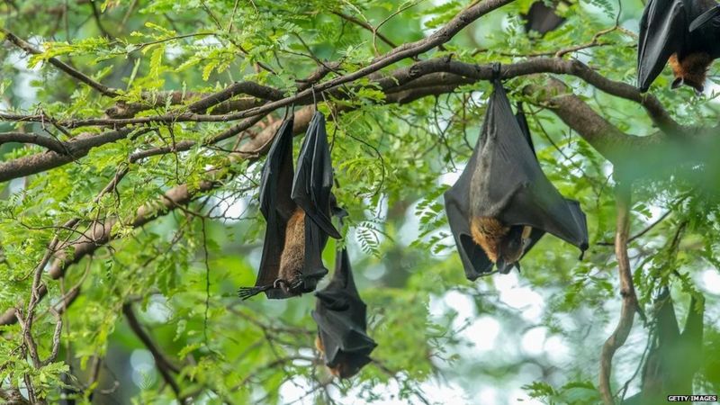 अर्को विश्व महामारी बन्न सक्छ निपाह भाइरस