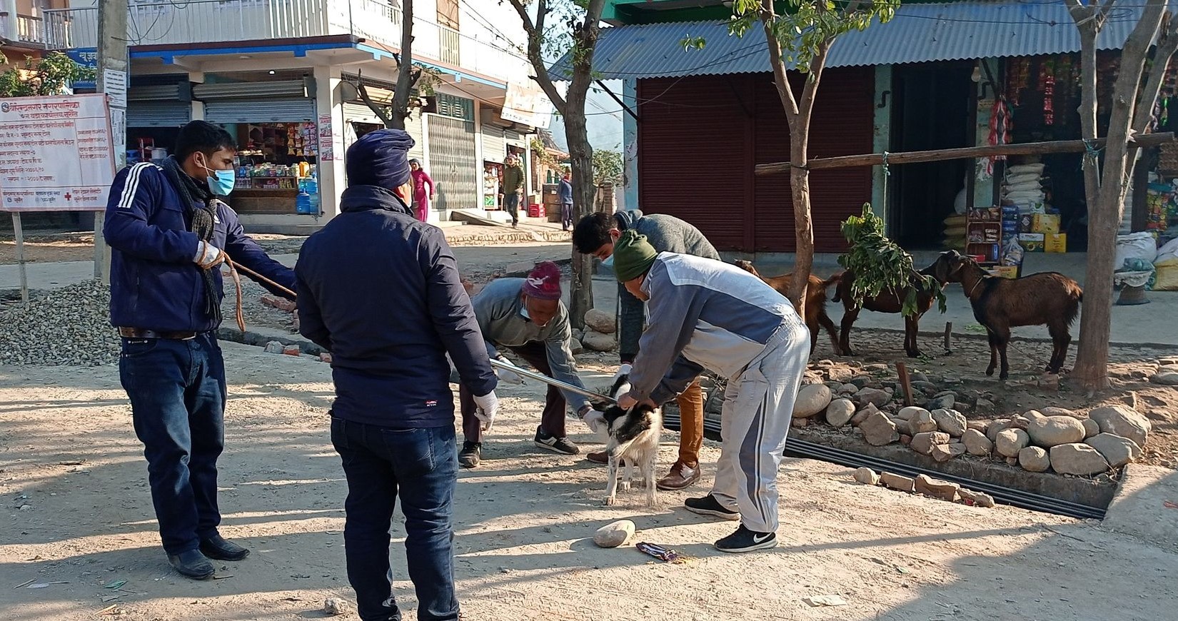 सुर्खेतका १५० वटा कुकुरको बन्ध्याकरण