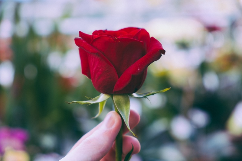 आज प्रणय दिवस, बजारमा छैन नेपाली गुलाफ 