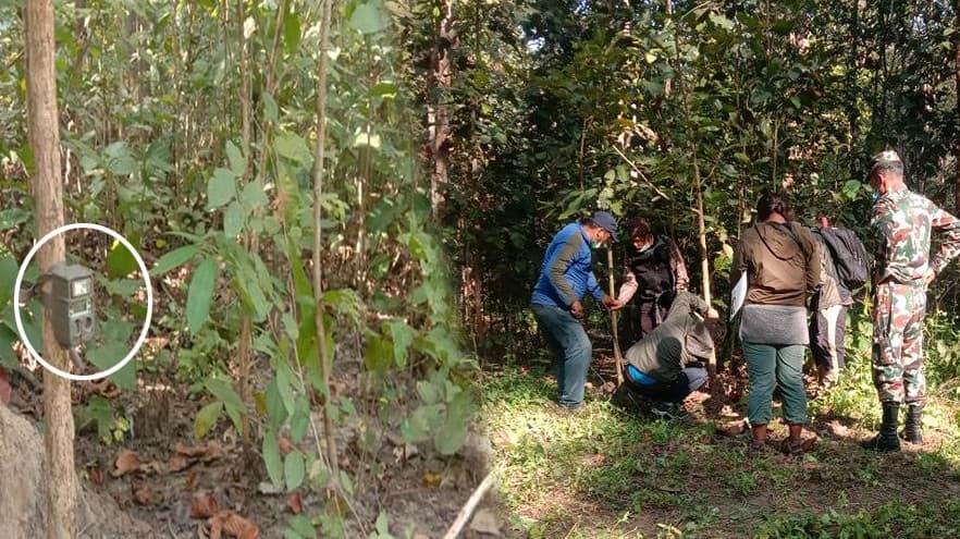 नरभक्षी बाघ पत्ता लगाउन १७ ठाउँमा क्यामेरा जडान