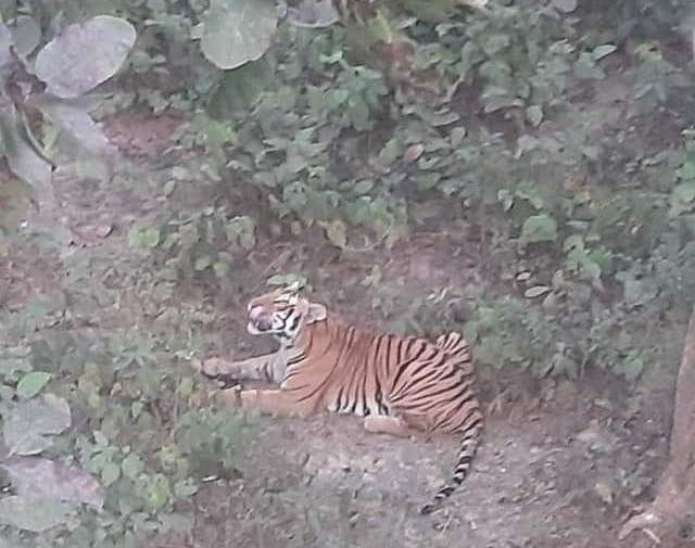 घरसँगै जोडिएको केराबारीमा बाघ गर्जिएपछि! 