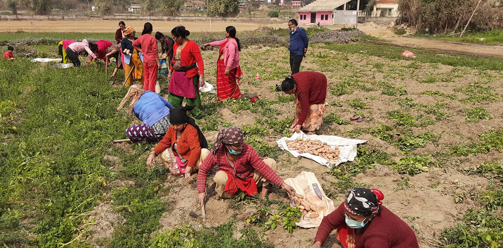 वालिङका महिलाले खेतको आलु भित्र्याएर मनाए नारी दिवस 