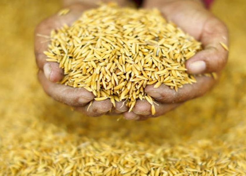 वर्णशङ्कर मकैको बीउ उत्पादनसम्बन्धी तालीम