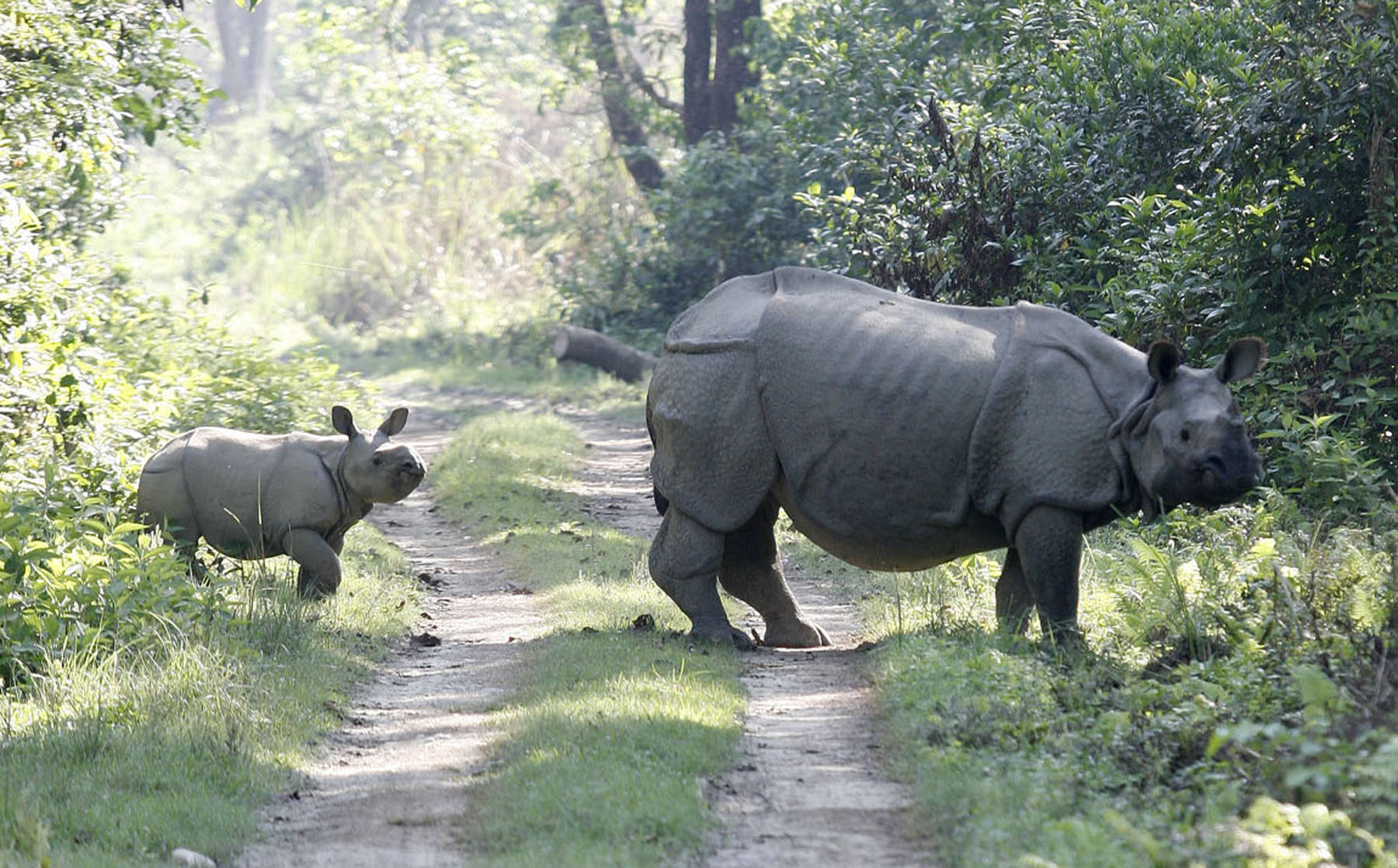 यसरी गरिँदै छ गैँडा गणना