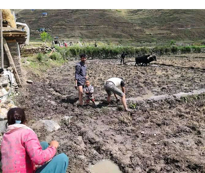 यसरी गरिन्छ मार्सी धानको खेती