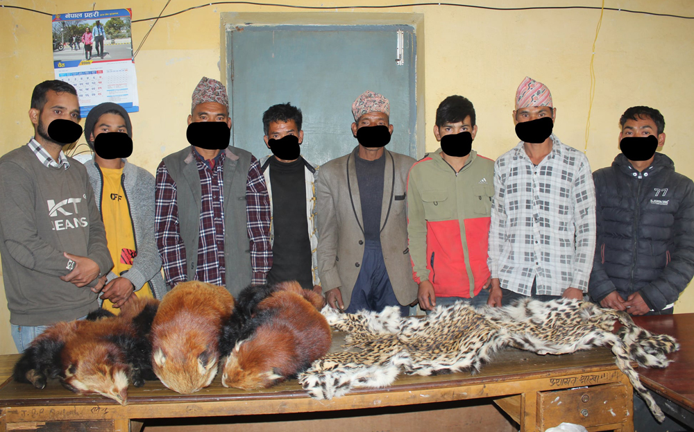 रेडपाण्डा र चितुवाको छालासहित ८ जना पक्राउ
