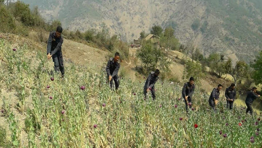 ७१ रोपनी क्षेत्रफलमा लगाइएको अफिम नष्ट