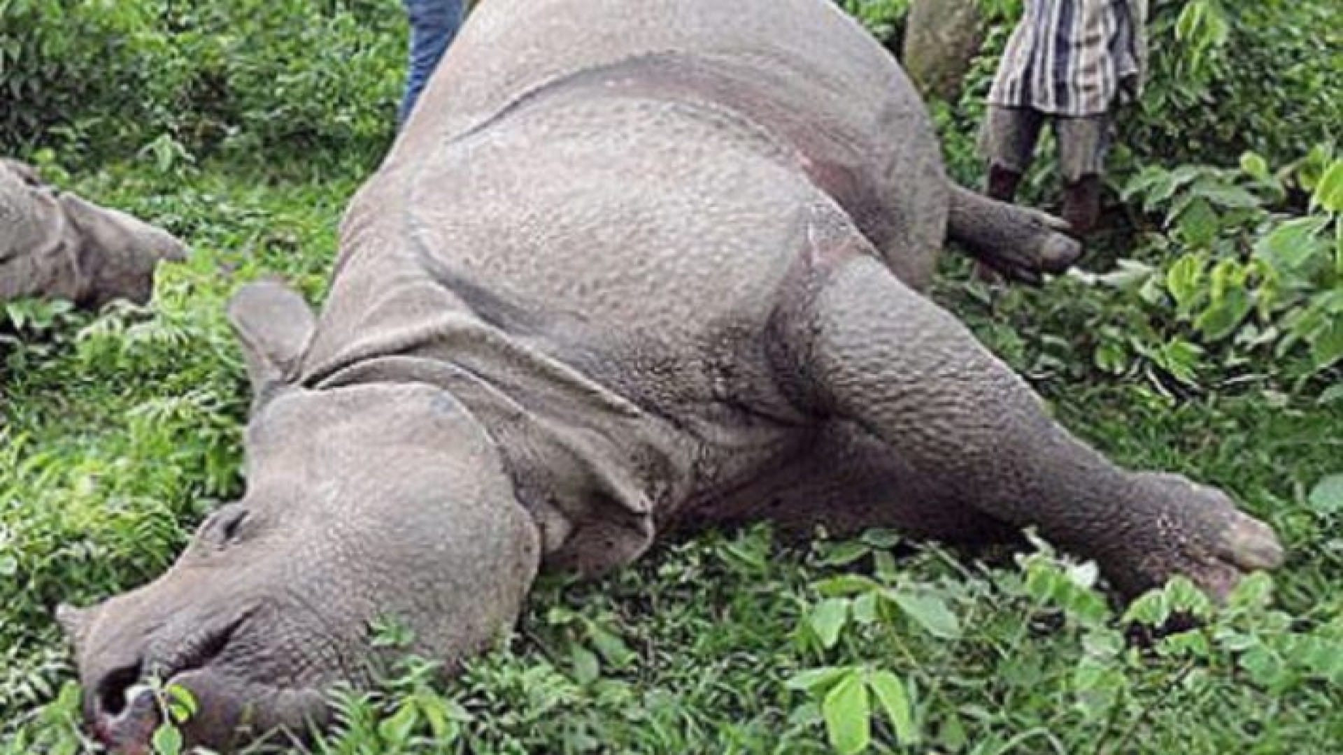चितवनमा ९ महिनामा ३० गैँडा मरे