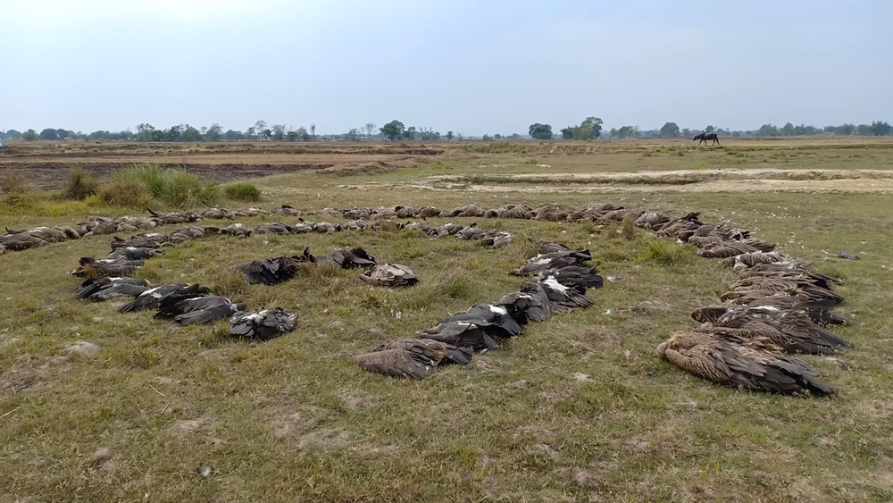 नवलपरासीमा एकै ठाउँमा ६७ वटा गिद्ध मृत फेला 