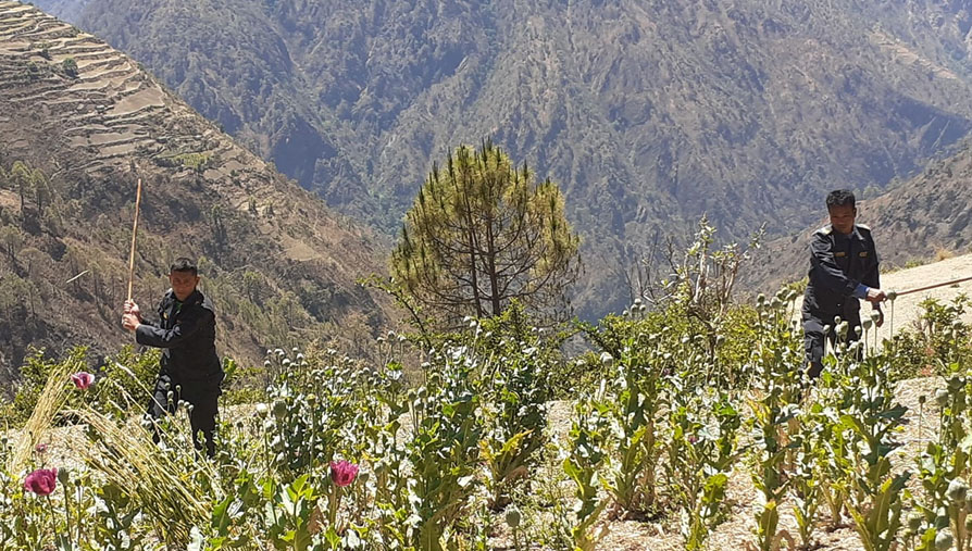 १० कठ्ठामा लगाइएको अफिम खेती नष्ट