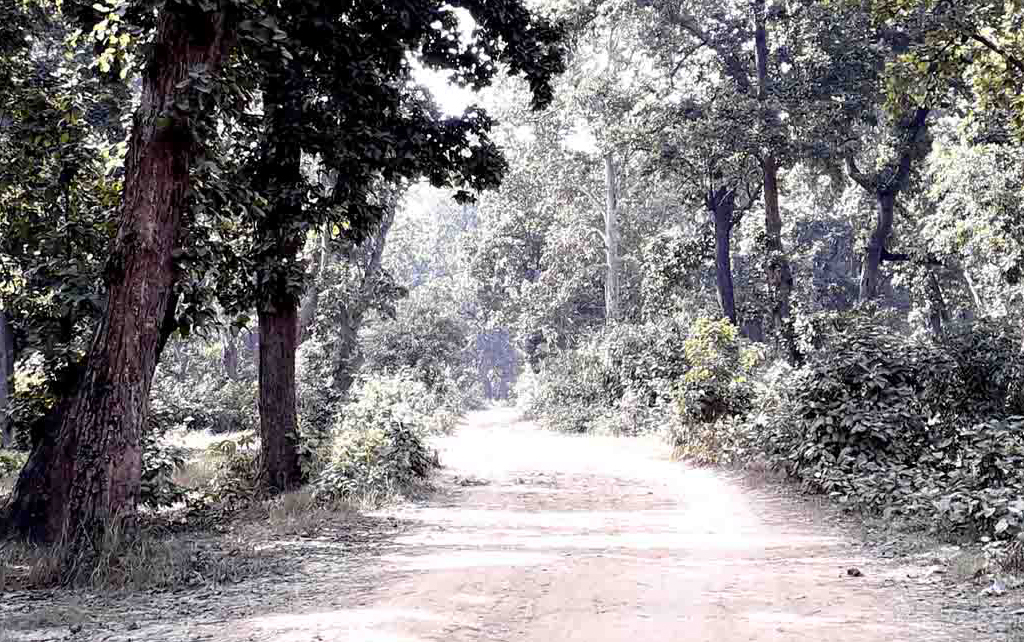 हुलाकी राजमार्ग विस्तारका लागि रुख कटान सुरु