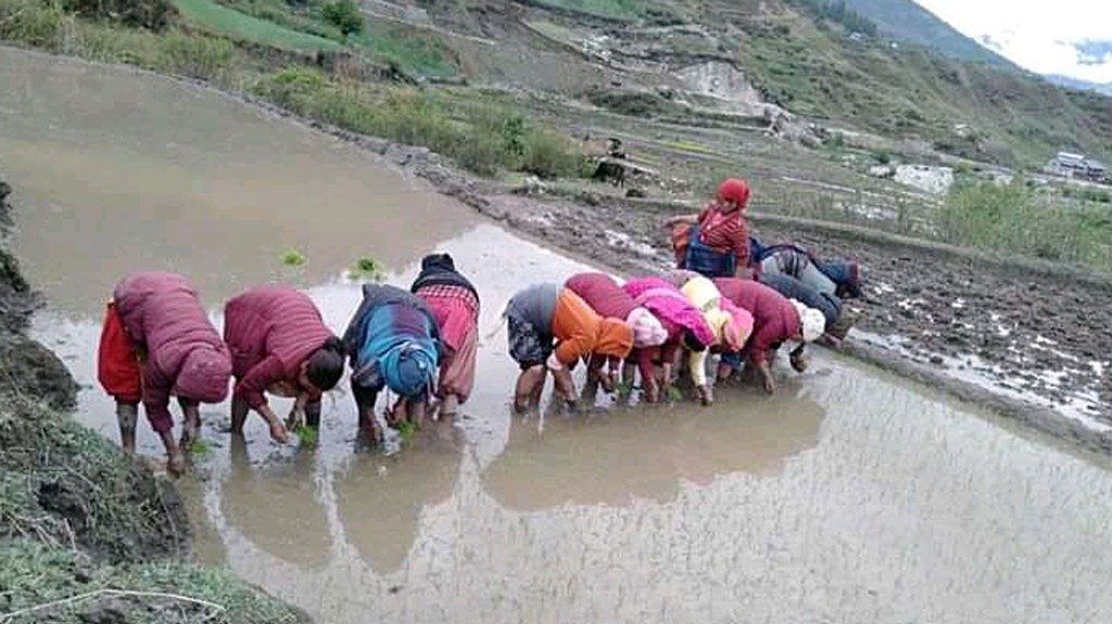 पानी परेपछि म्याग्दीका किसान खुसी, धमाधम रोपाइँ हुँदै