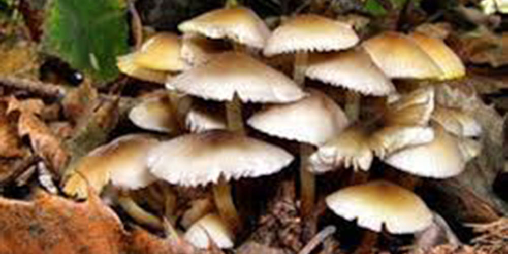 जंगली च्याउ खाएर बिरामी परेका २ जनाको मृत्यु