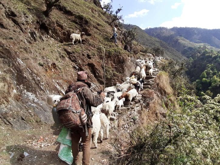 'अमेरिका जाने मन छ नि क्यार्नु, मान्छे महामारीले घान हुन लाग्याका छन्'