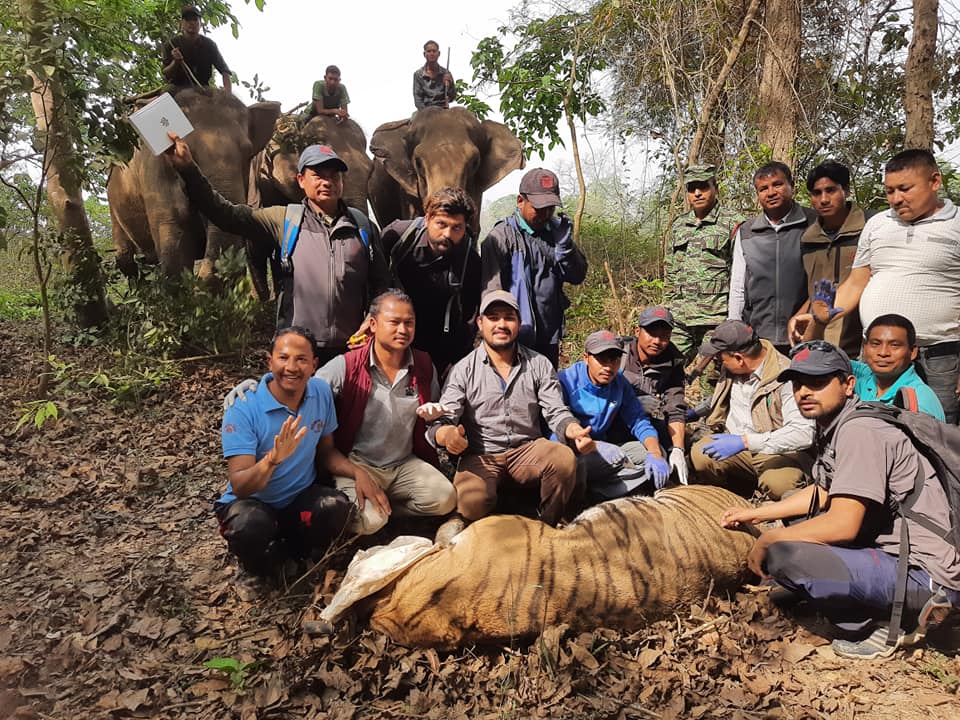 घरपालुवा जनावर खान मानववस्तीमा पाटेबाघ, नियन्त्रणमा लिएर घना जंगलमा छाडियो