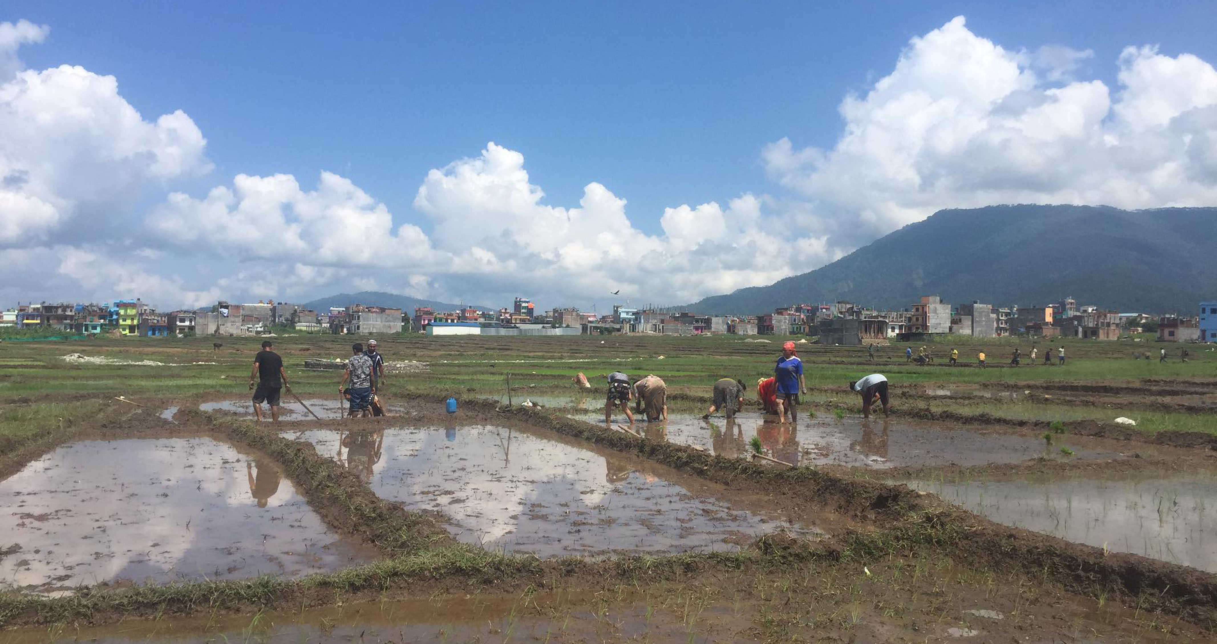 कर्णालीमा ५५ प्रतिशत रोपाई सकियो
