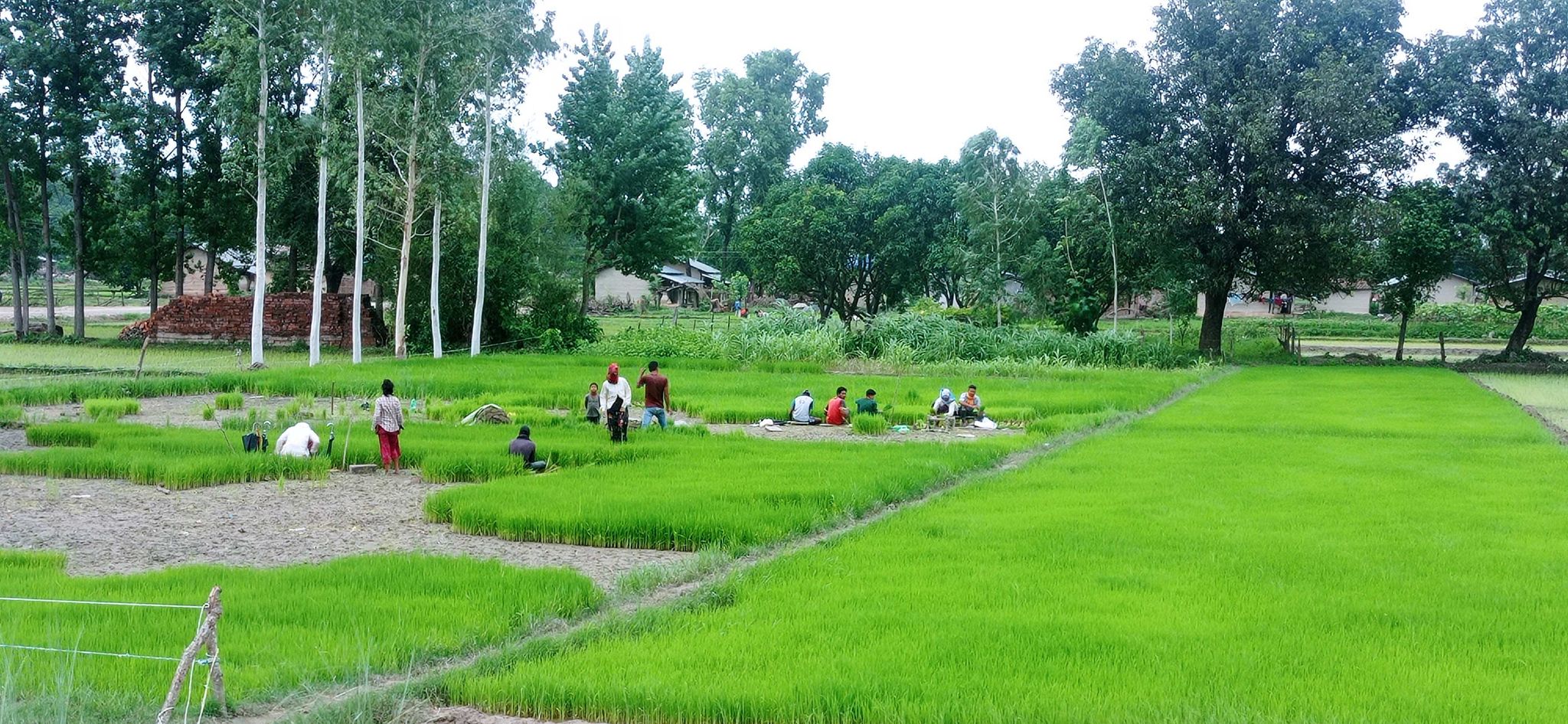 सुदूरपश्चिममा सकियो ५० प्रतिशत रोपाइँ
