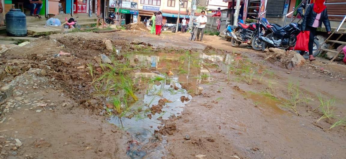 काठमाडौंको फर्पिङका स्थानीयले गरे सडकमै रोपाइँ