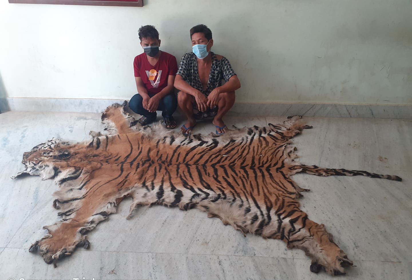 कैलालीबाट पाटे बाघको छालासहित दुई जना पक्राउ
