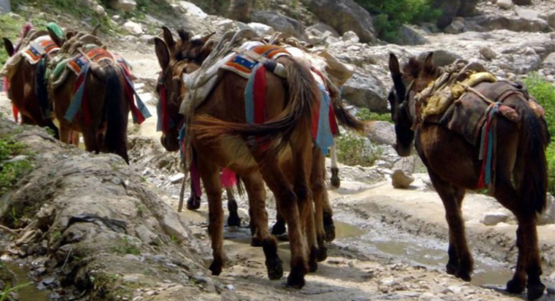 वर्षाले बाटो भत्कियो, ढुवानीमा खच्चडकै भर