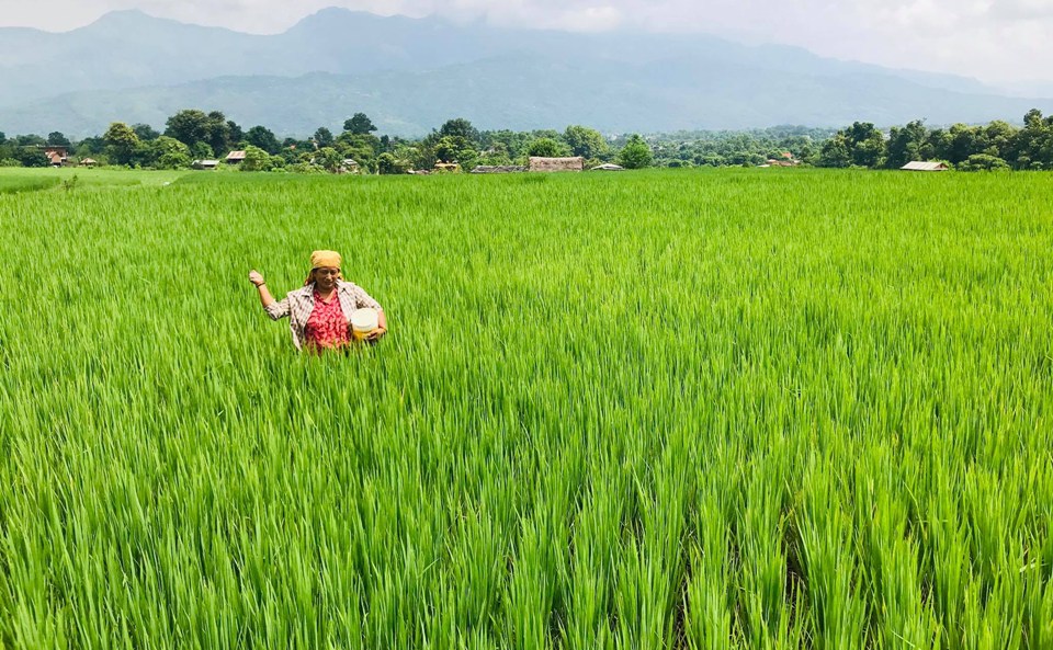 धानको बिमामा आकर्षित हुँदै चितवनका किसान