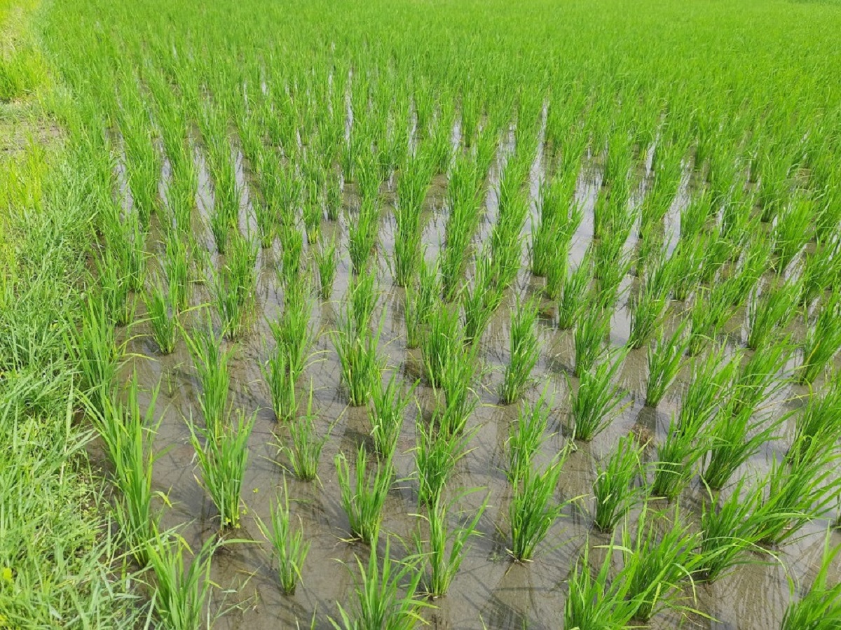 भदौको दोस्रो सातादेखि भएको वर्षाले किसानलाई राहत