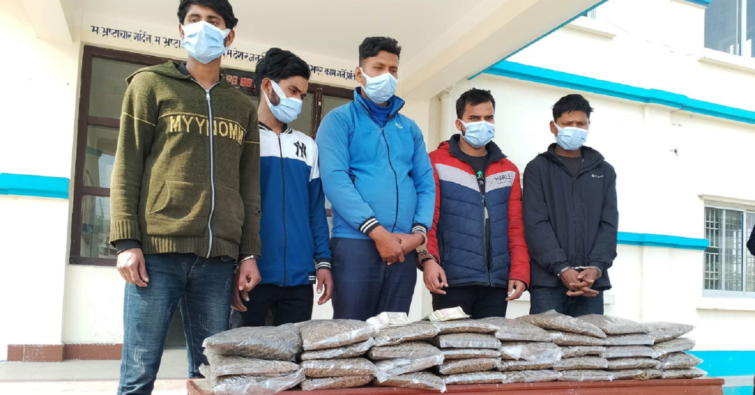 अटोमा गाँजा ओसारपसार, पाँच जना पक्राउ