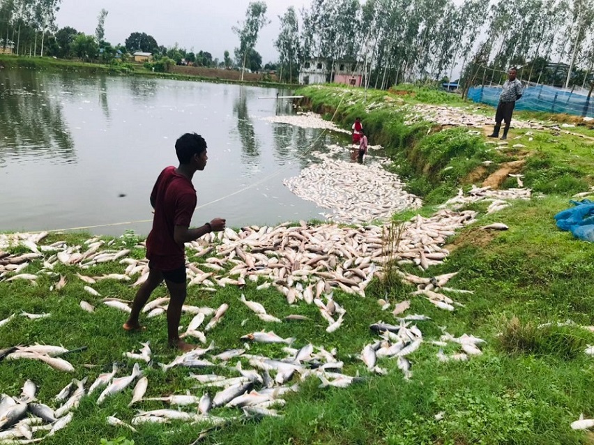 एक्कासि माछा मर्दा ६० लाखको क्षति