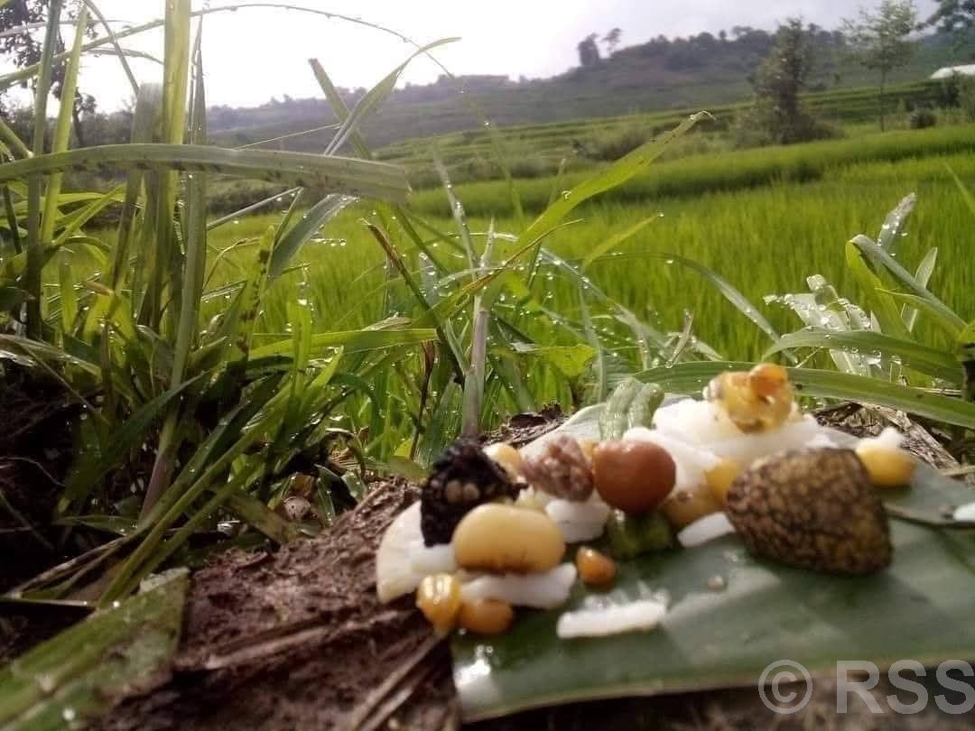 प्राकृतिक देवता मान्दै भ्यागुतालाई भात