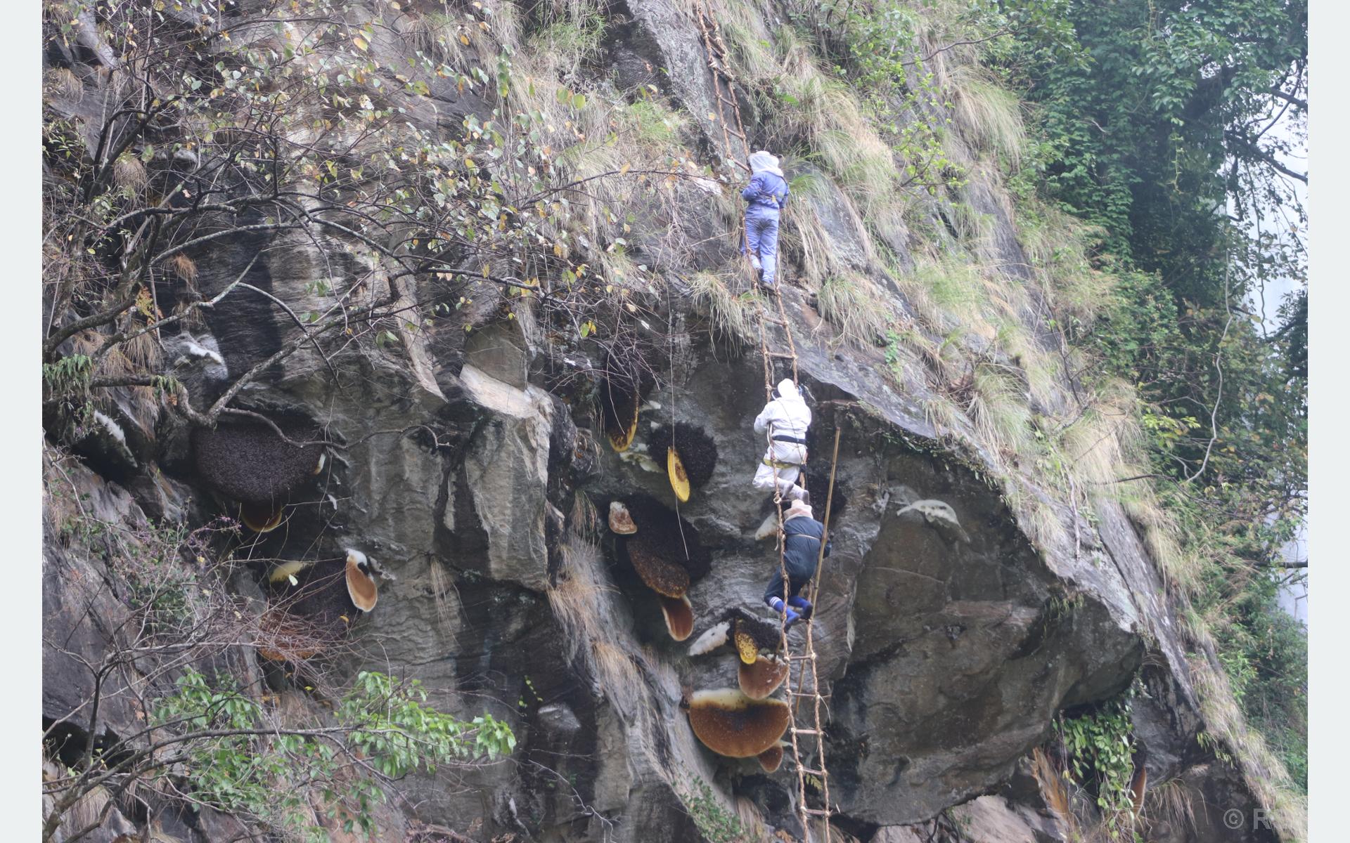 मह काढ्ने परम्परा जीवन्त राख्न पुस्ता हस्तान्तरण