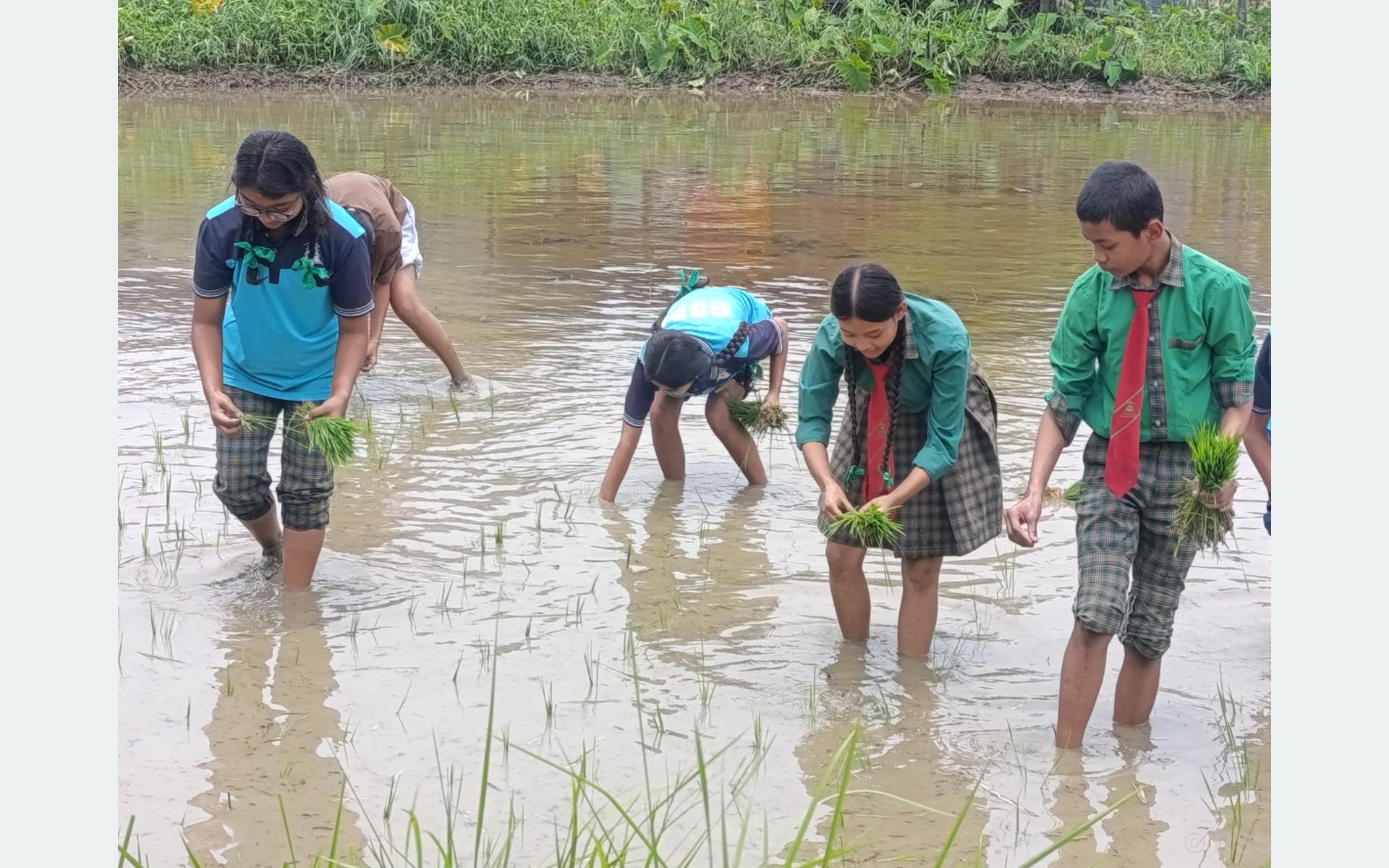 चितवनका विद्यार्थी धान रोप्न सिक्दै