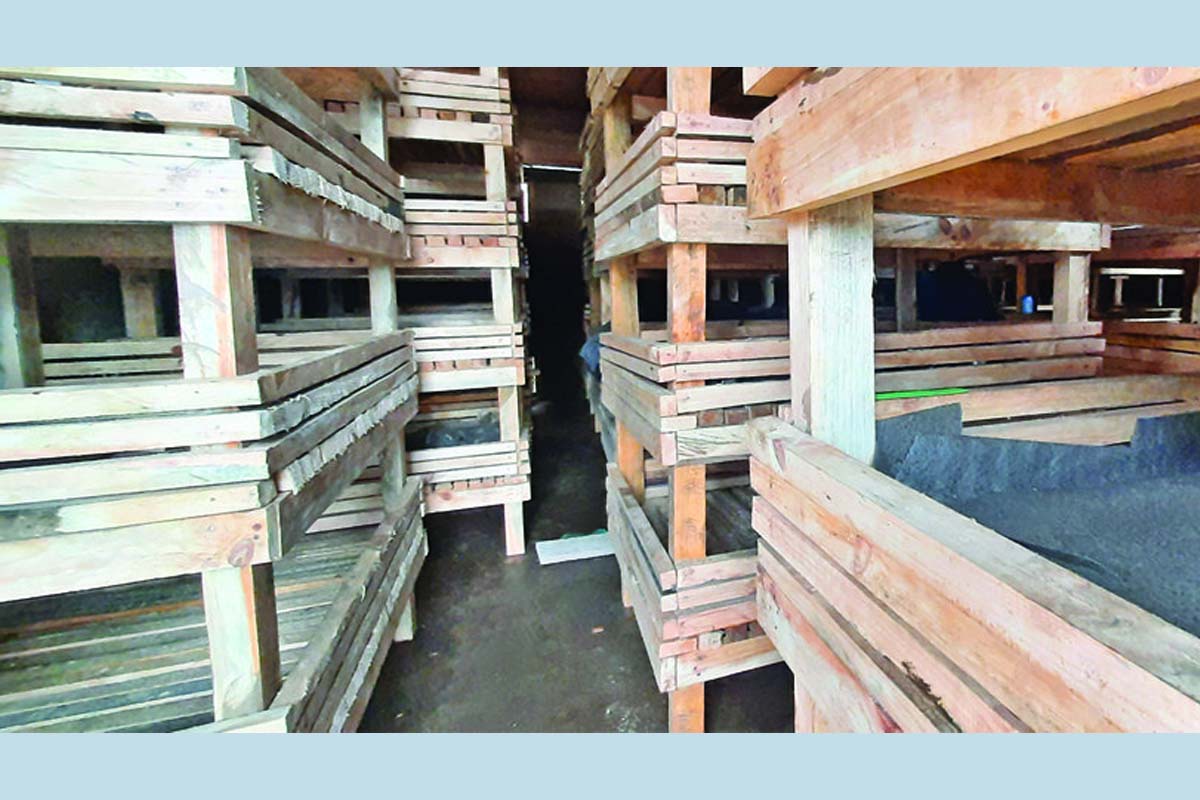आलु र किवी जोगाउन बन्यो रस्टिक हाउस