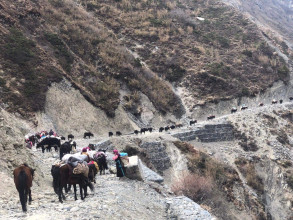 छेकम्पारवासी यार्सागुम्बा सङ्कलन गर्न लेकतिर