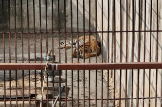 समस्याग्रस्त बाघ व्यवस्थापन गर्न ‘टाइगर सेन्चुरी’ योजना