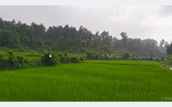 भदौको वर्षातले धानबालीलाई राहत