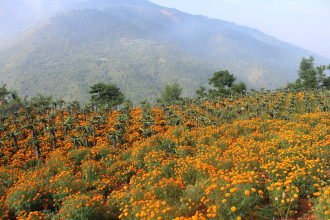 एउटै जग्गाबाट दोहोरो लाभ : ड्रागन फ्रुटसँगै सयपत्री