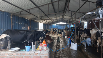 गाई-भैँसीपालनबाट मासिक १५ लाख बचत गर्छन् इन्जिनियर लामिछाने